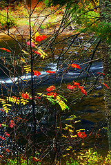 Image showing Fall forest and river