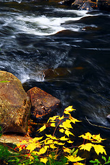 Image showing Forest river in the fall