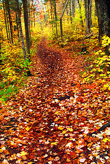 Image showing Trail in fall forest