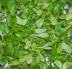 Image showing Green salad vegetables