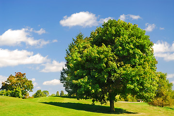 Image showing Summer landscape