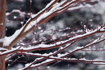 Image showing Snow covered branches