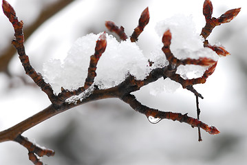 Image showing Snow covered branch