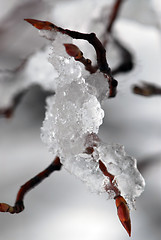 Image showing Snow covered branch