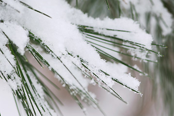 Image showing Snow on pine needles