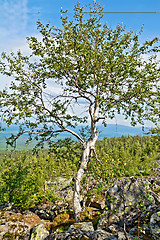 Image showing Birch on a mountain top