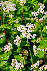 Image showing Buckwheat blossoms on background of leaves