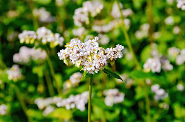 Image showing Buckwheat blooming with green leaves