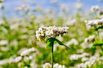 Image showing Buckwheat blooming against the sky and field