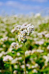 Image showing Buckwheat blooming against the sky