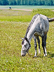 Image showing Horse gray grazing in meadow