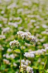 Image showing Buckwheat blossoms on green field