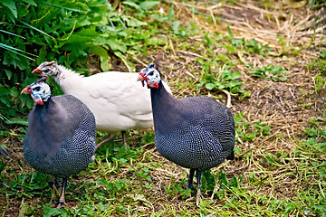 Image showing Guinea fowl three 