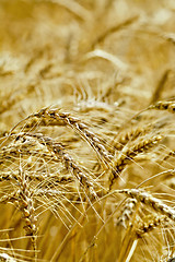 Image showing Bread ripe ears of grain on the field