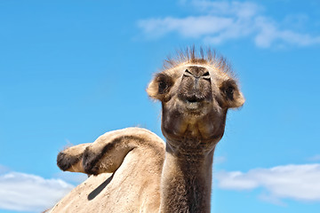 Image showing Camel on background of sky