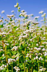 Image showing Buckwheat blossoms with blue sky