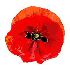 Image showing Poppy red