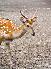 Image showing Maral Altai