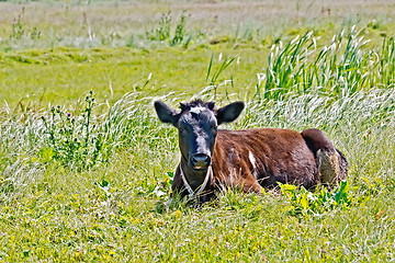 Image showing Calf lying on the grass