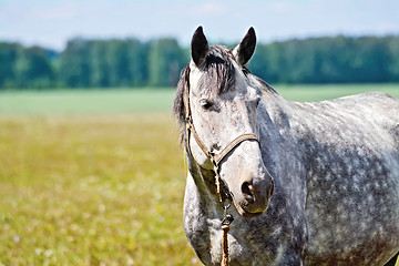 Image showing Horse gray in meadow