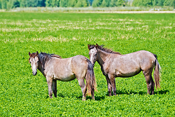 Image showing Horse small brown