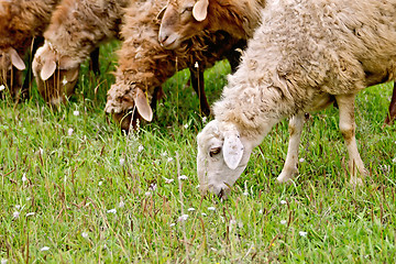 Image showing Sheep graze the grass