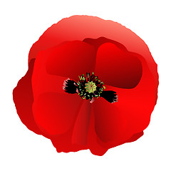 Image showing Poppy red gradient