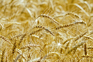 Image showing Bread yellow spikes on the field