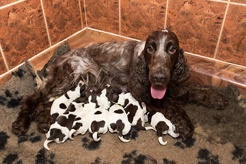 Image showing English Cocker Spaniel puppy suck breast milk