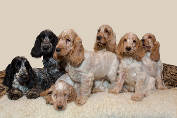 Image showing portrait of english cocker spaniel