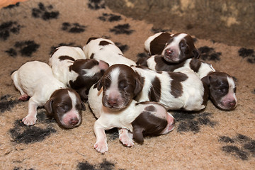 Image showing English Cocker Spaniel puppy sleeping