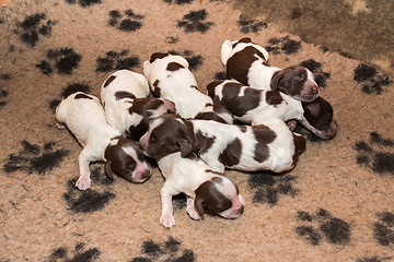 Image showing English Cocker Spaniel puppy sleeping