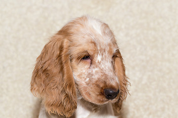 Image showing portrait of english cocker spaniel