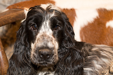 Image showing portrait of english cocker spaniel 