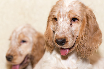 Image showing portrait of english cocker spaniel