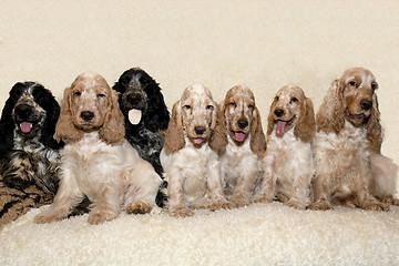 Image showing portrait of english cocker spaniel