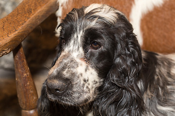 Image showing portrait of english cocker spaniel 