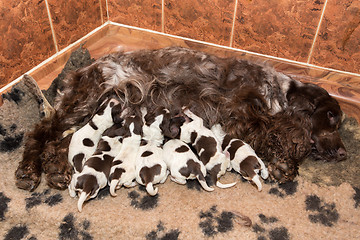 Image showing English Cocker Spaniel puppy suck breast milk