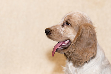 Image showing portrait of english cocker spaniel