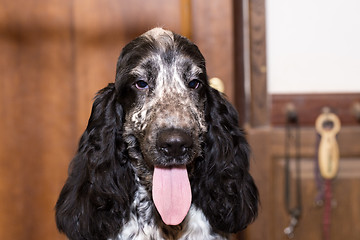 Image showing portrait of english cocker spaniel 