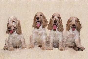 Image showing portrait of english cocker spaniel