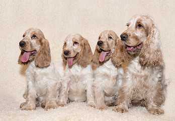 Image showing portrait of english cocker spaniel