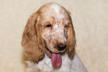 Image showing portrait of english cocker spaniel