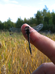 Image showing Dragonfly_2