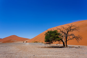 Image showing Dune 45 in sossusvlei NamibiaDune 45 in sossusvlei Namibia, view from the top