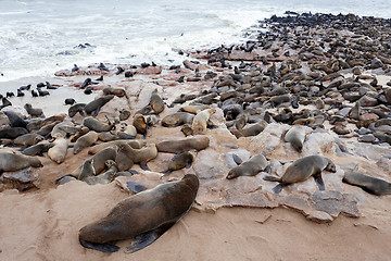 Image showing huge colony of Brown fur seal - sea lions in Namibia