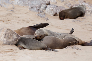 Image showing huge colony of Brown fur seal - sea lions in Namibia