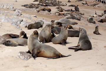 Image showing huge colony of Brown fur seal - sea lions in Namibia