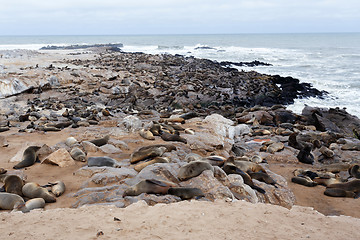 Image showing huge colony of Brown fur seal - sea lions in Namibia