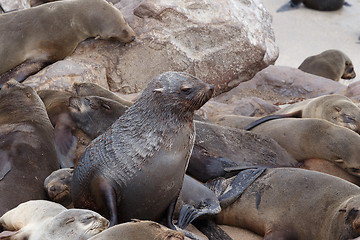 Image showing huge colony of Brown fur seal - sea lions in Namibia